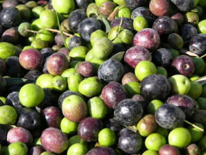 olio2