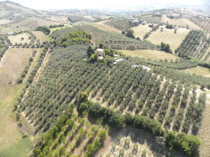 piante di oliva