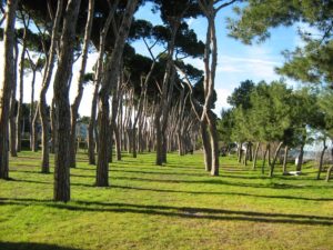 pineta_di_pineto_20