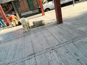 Cani abbandonati a Sant'Egidio, i privati si fanno avanti