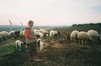 La silvo-pastorizia per combattere il riscaldamento globale