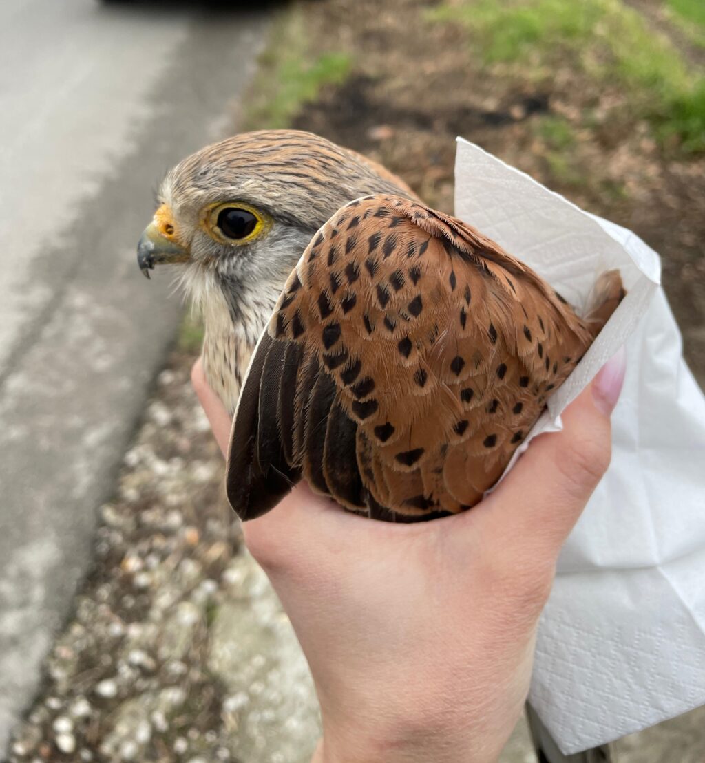 Ancarano, salvato un falco gheppio da due cittadini