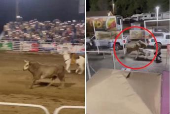 Paura al rodeo, il toro scappa e carica: 2 feriti – Video