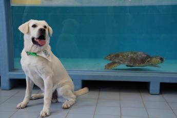 La tartaruga marina Tina torna in libertà accompagnata dal cane Paco