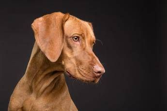 Florentero® Act: sostegno mirato per cani e gatti
