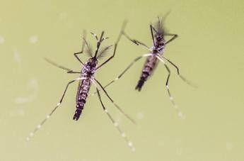 Allarme febbre gialla nelle Americhe, in tre mesi casi già raddoppiati rispetto a tutto il 2024