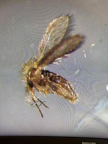 Tutto sui pappataci, vettori del Toscana virus. “Sempre più diffusi al Nord”